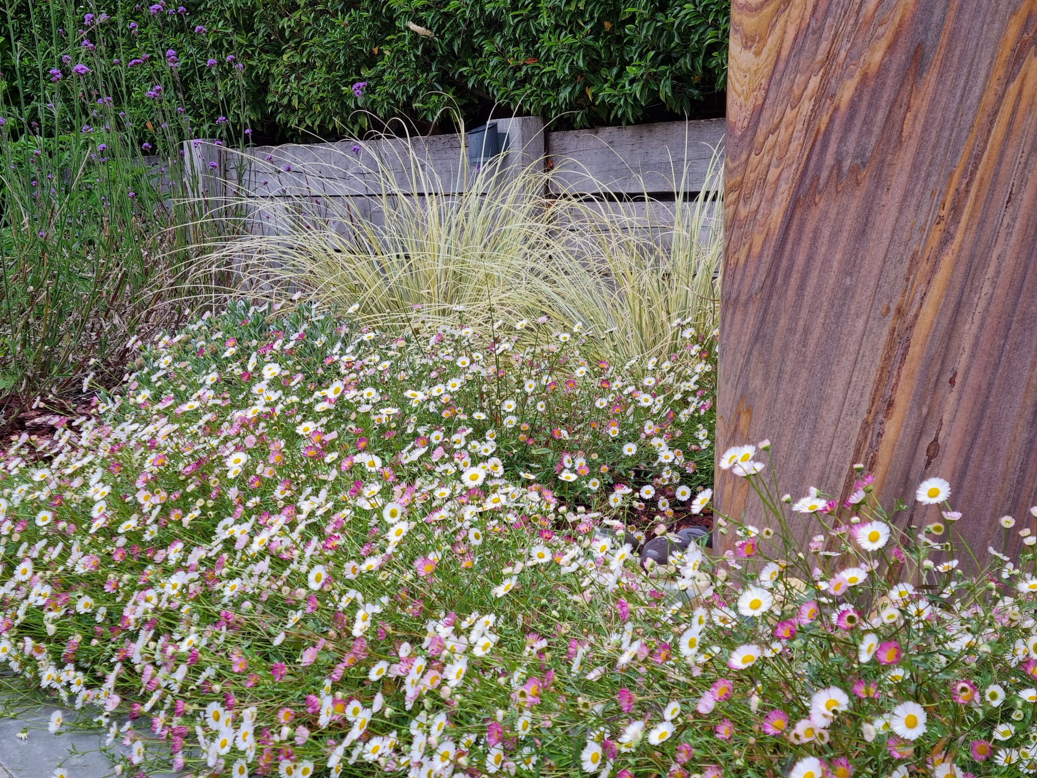 Coastal garden renovation project photo